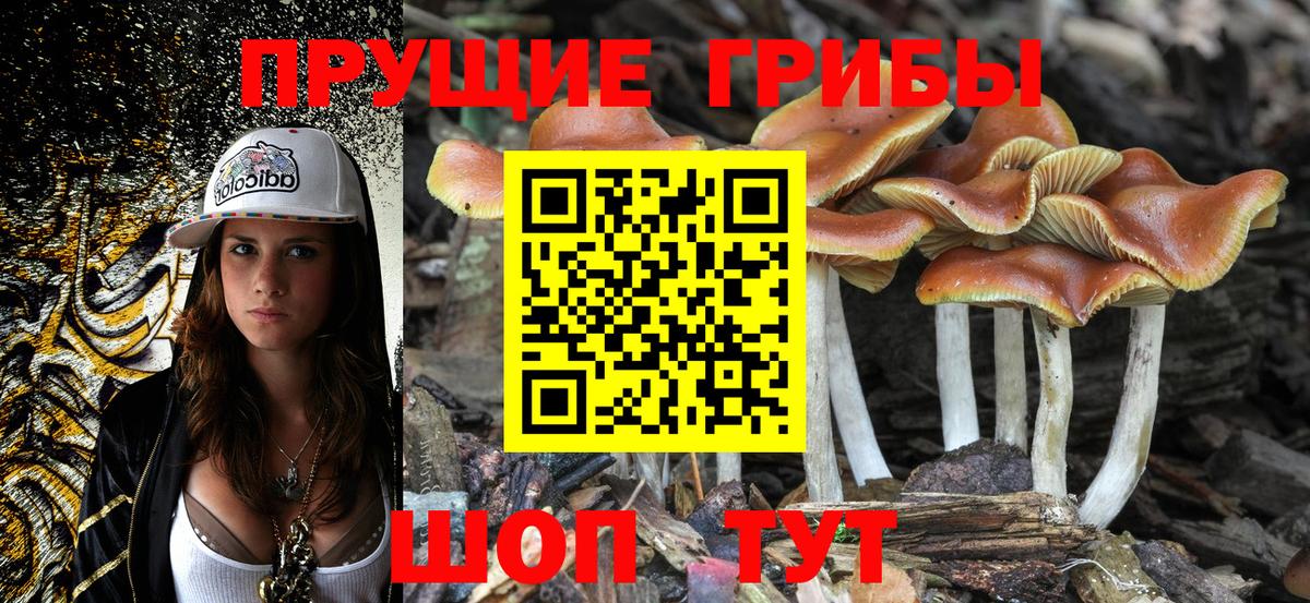 Псилоцибиновые грибы Cubensis  Галлюциногенные грибы Cubensis  Вход с VPN  Егорьевск 